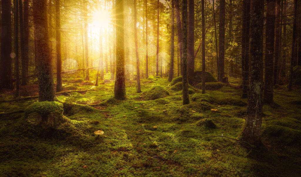 Grön mossig sagoskog med vackert ljus från solen som skiner mellan träden. En del av skogen vid Bauergården där Bauermysteriet utspelas