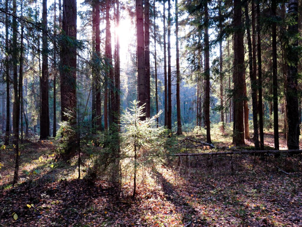Trolsk skog vid Bauergården i Bunn. Solens strålar letar sig igenom trädens kronor ned på höstlöven och en ung tall.